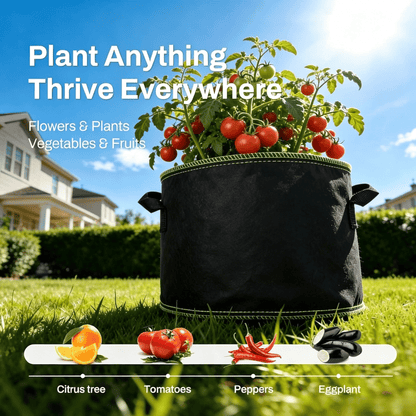 Grow bag with tomato plant in sunny garden