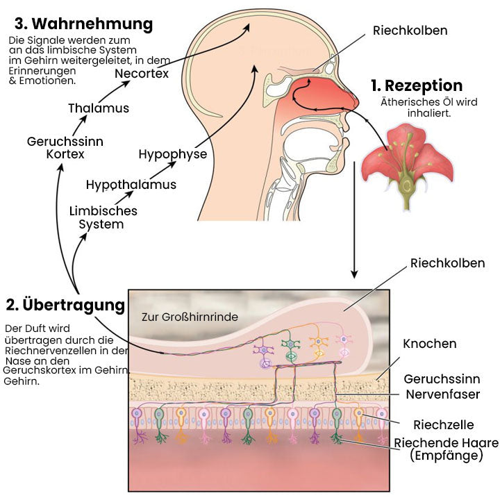 Oveallgo™ LUDGAR MaxLure Männer Parfüm