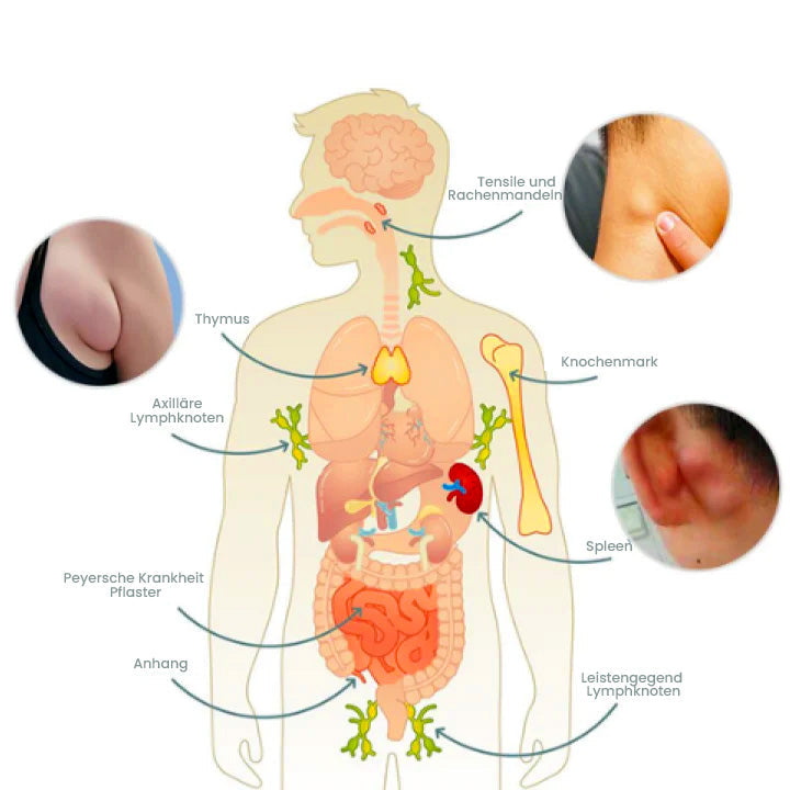 LymphePlus Lymphdrainagen Ingweröl